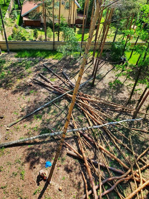 Wycinanie drzew, czyszczenie działek, usuwanie krzaków, samosiejek