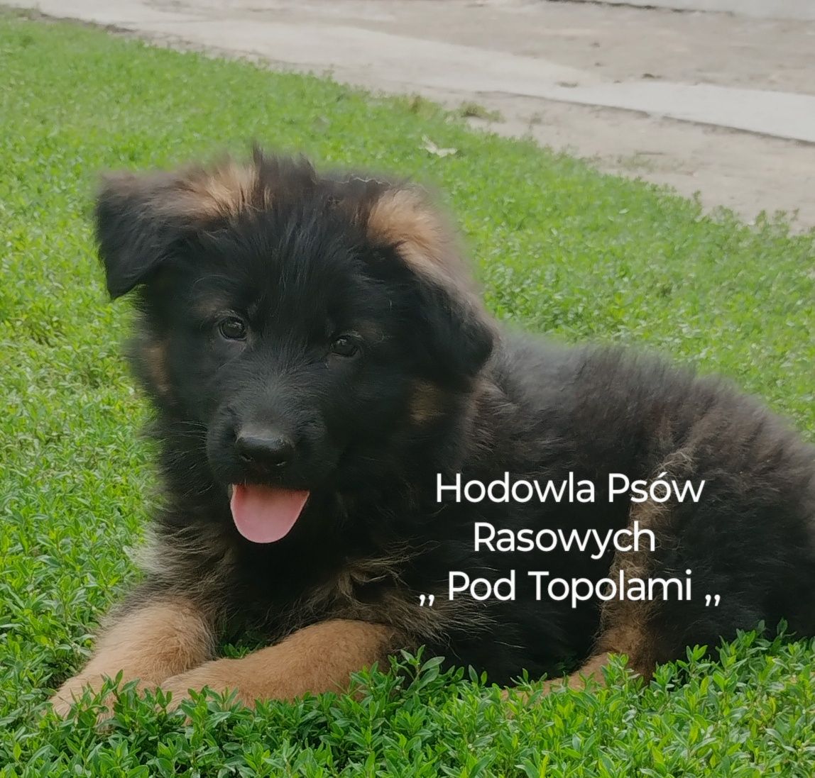 SUPER suczka/owczarek niemiecki długowłosy