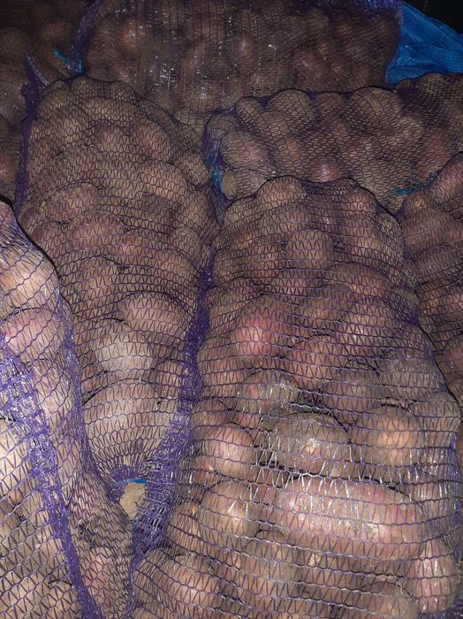 Картопля домашня. Органічна.