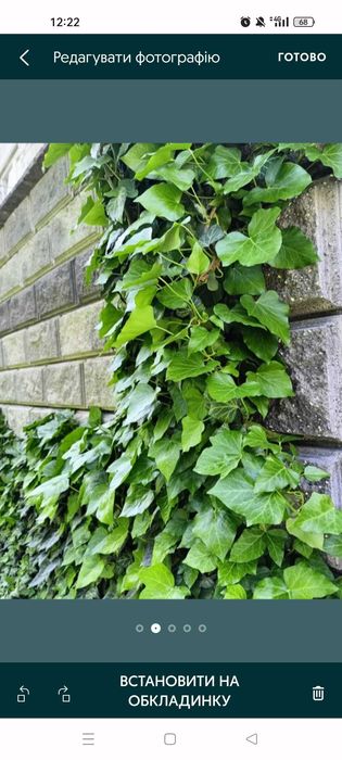 ПЛЮЩ завер.сезону в наявності, вічнозелений!