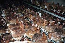 KURY NIOSKI  Rossa Messa Sendi Leghorn Tetra i inne ZAPRASZAM !!