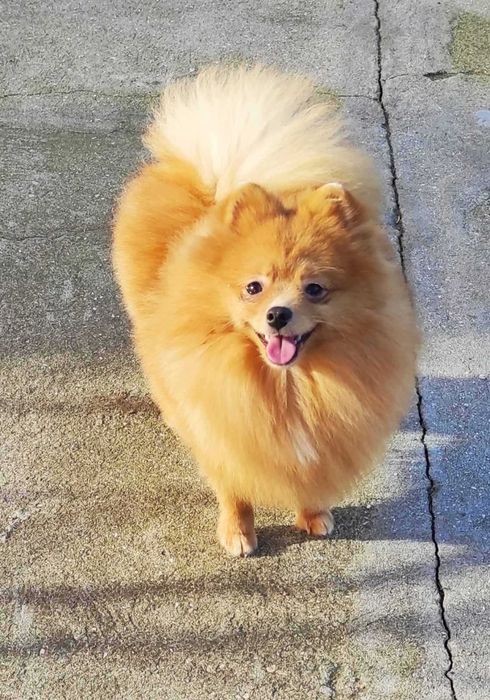 Мальчик оранж померанского шпица, очень бюджетно