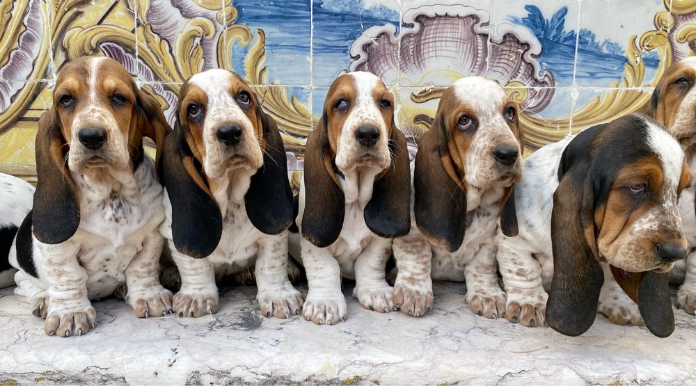 Basset Hound fêmea tricolor com pedigree e L.O.P.