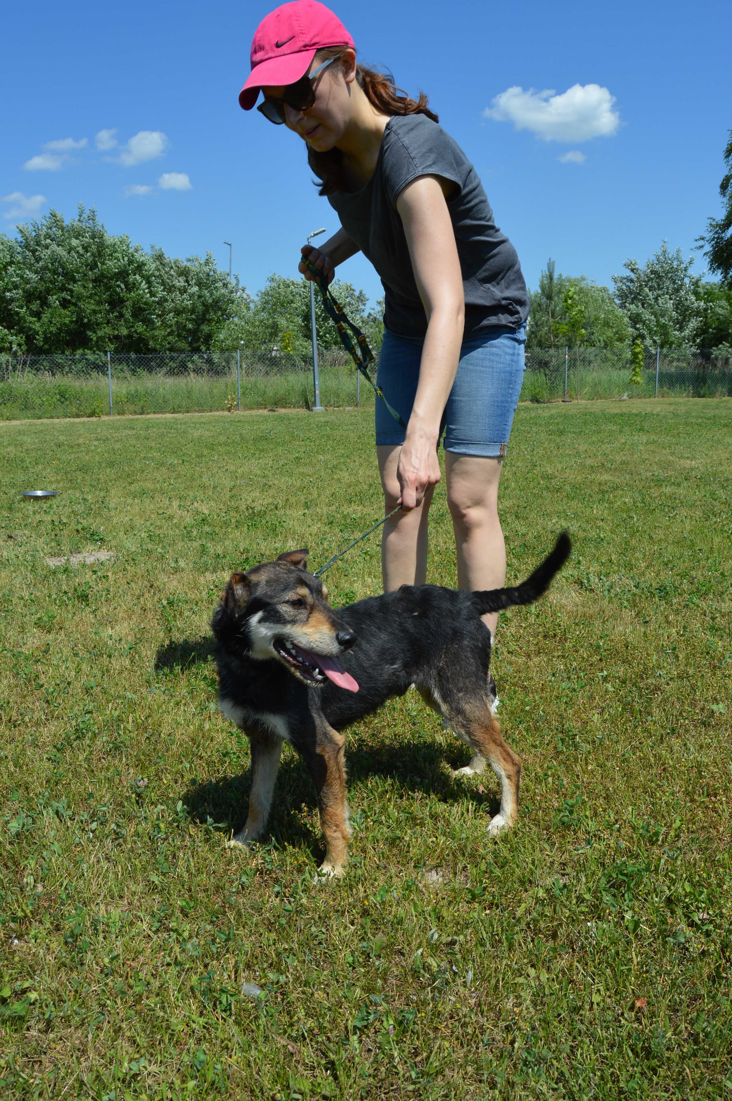 Do adopcji Emil -wesoły, drobny kundelek (szuka też domu tymczasowego)