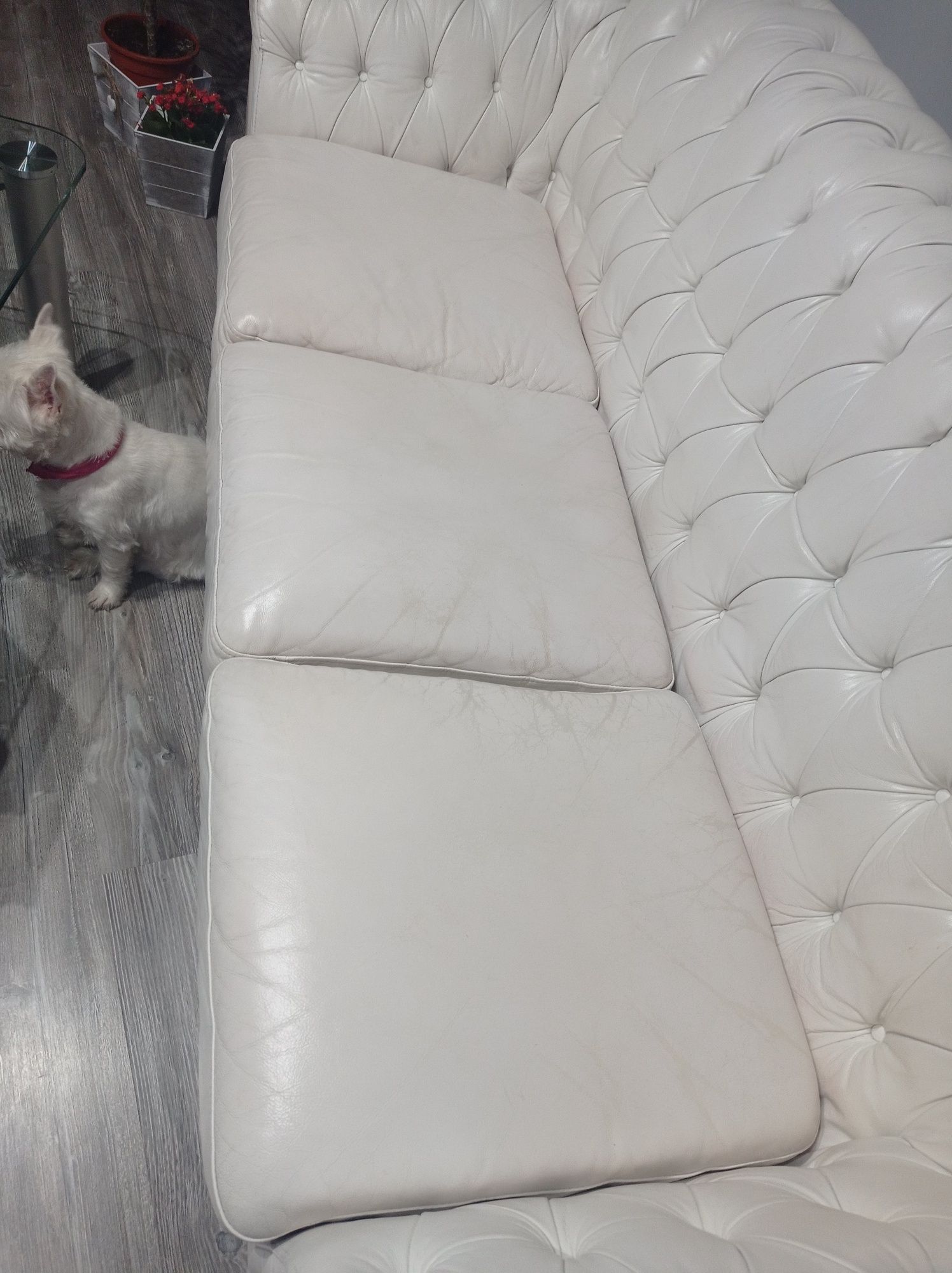 Sofa + 2 fotele Chesterfield