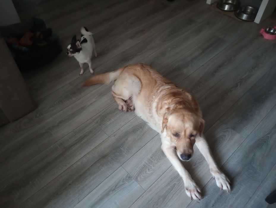 Oddam suczkę labradora retrivera