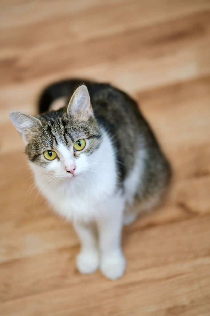 Młodziutka kotka do adopcji