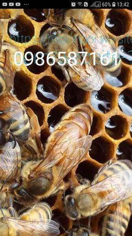 В наличии пчеломатки бакфаст,пчел,матки, итальянки, бджоломатки
