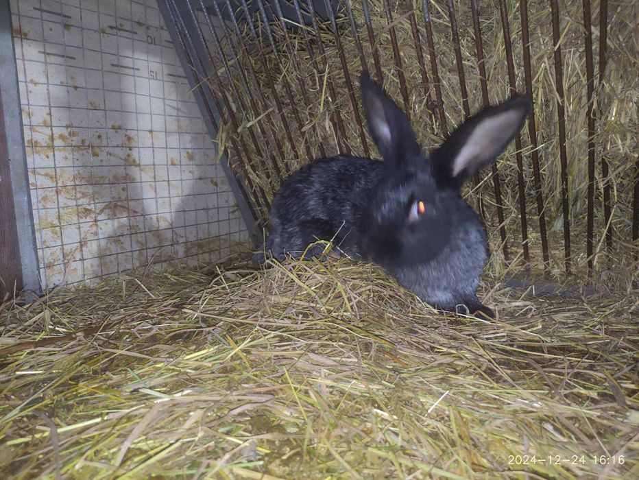 Продам кролі Полтавське срібло самки і самці