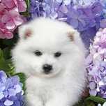 Malowanie po Numerach Pies Piesek Samoyed Obraz z Ramą