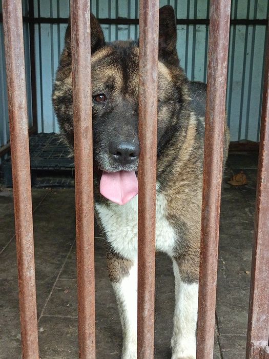 UZI – cudowny pies w typie akity amerykanskiej  szuka domu