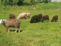 Продам молодых овец, на племя - и сашлик