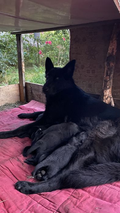 Продаю цуценят бельгійської вівчарки