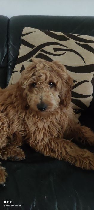Śliczna suczka Red goldendoodle