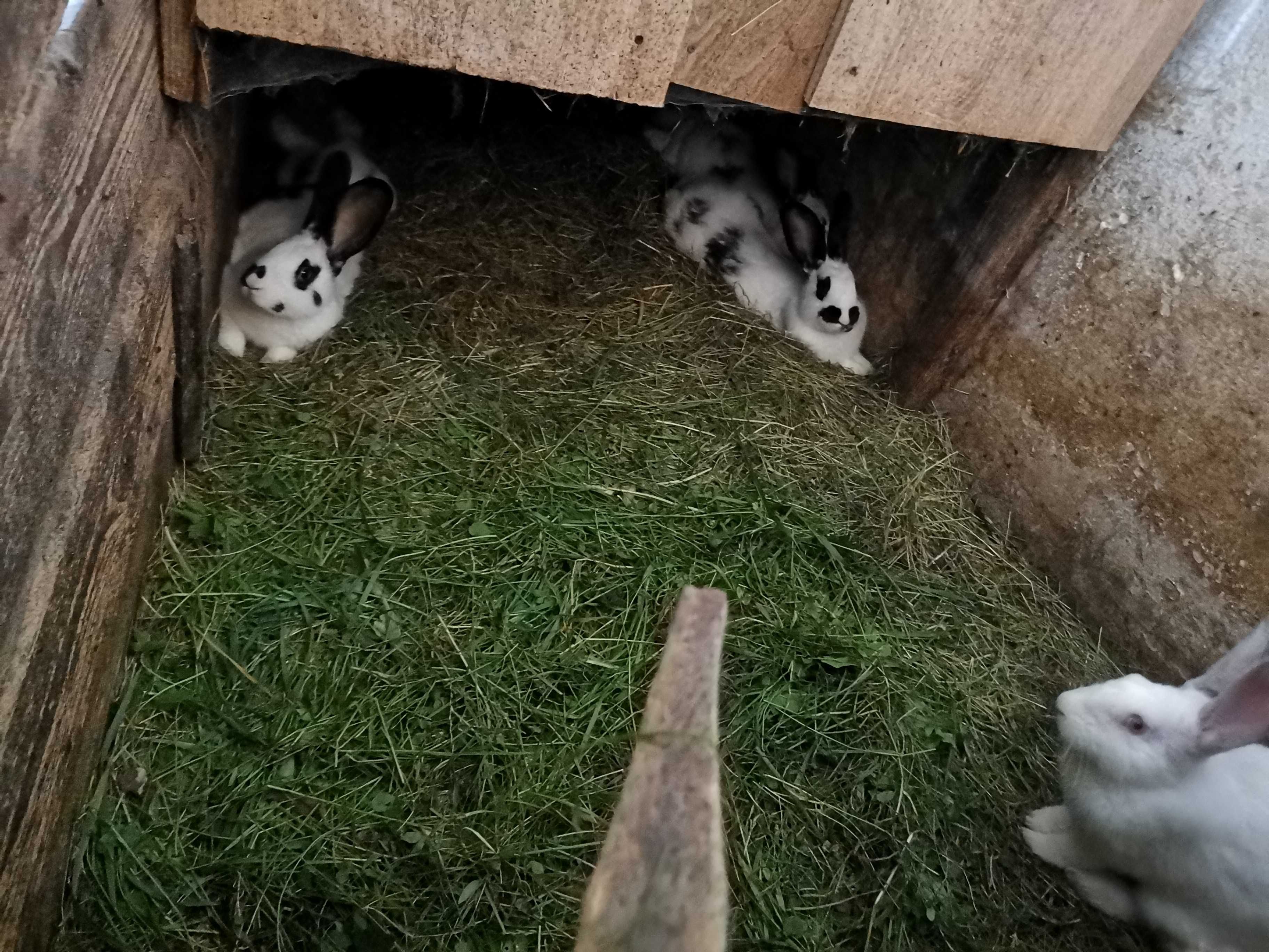 Króliki małe/średnie