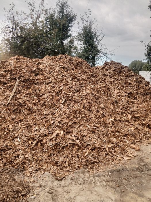 Kora sosnowa gruba luzem!