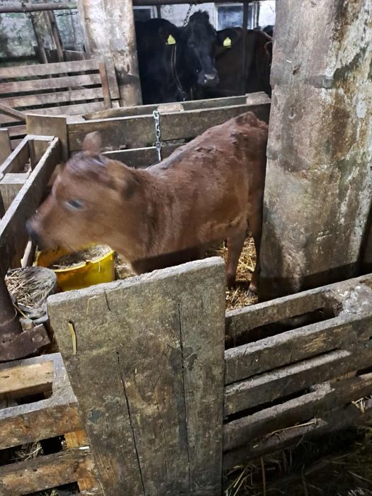 Sprzedam 5 szt byczkow