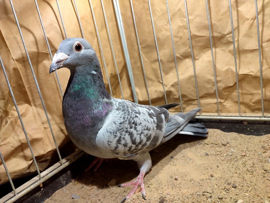 Pocztowe indigo spread andaluzy 2025