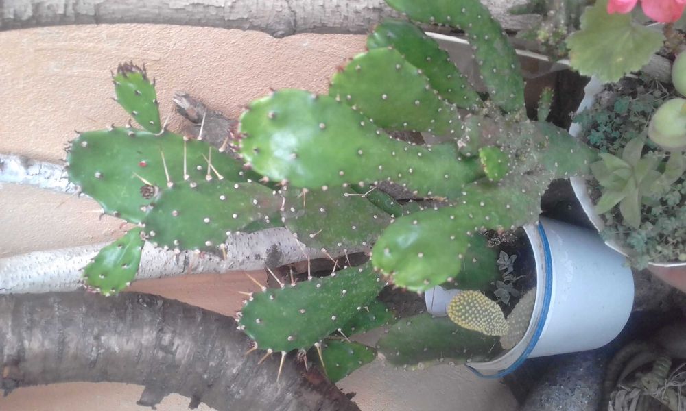 Пеперомія, 
опунції, красула корал -сукуленти