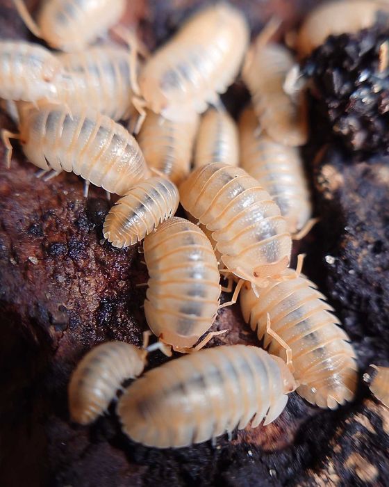 Armadillidium pallasii "Orange", isopody, 10 szt.
