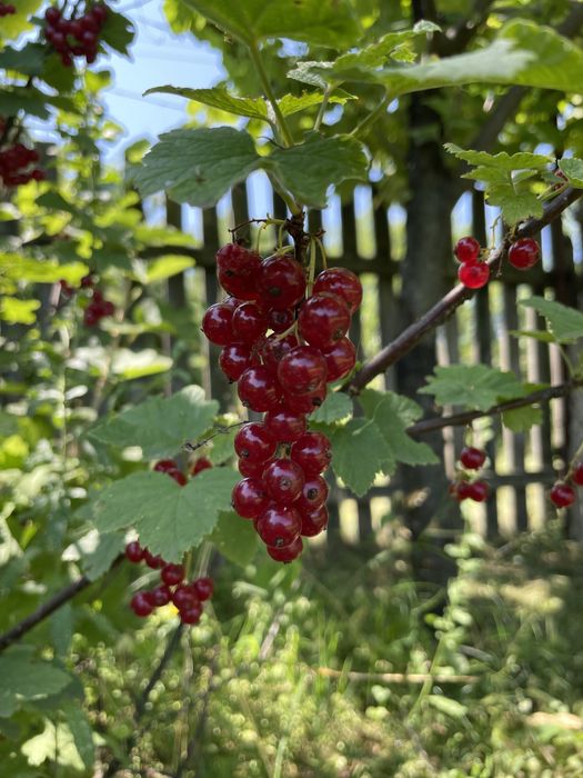 Продам дачу в Канівському заповіднику