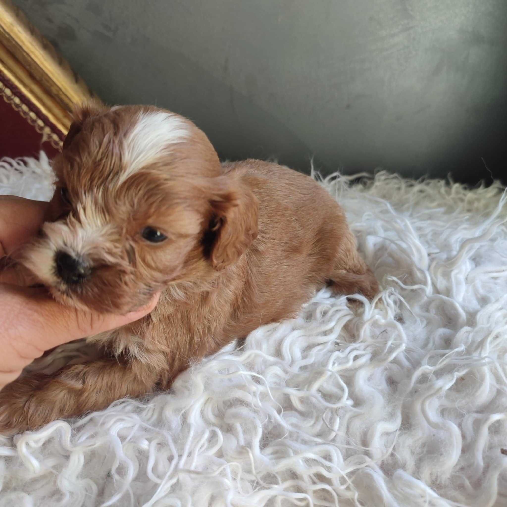Cavapoo > cavalier & pudel > piesek.