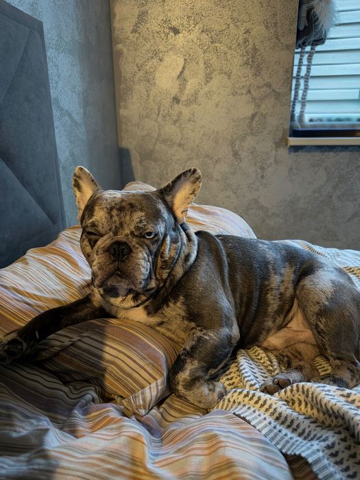 Вязка Французского бульдога. Мерле