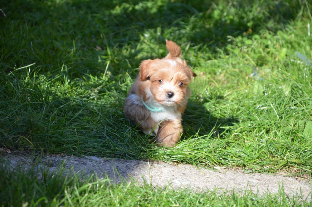 hawańczyk Gustaw  super piesek ZKwP/FCI