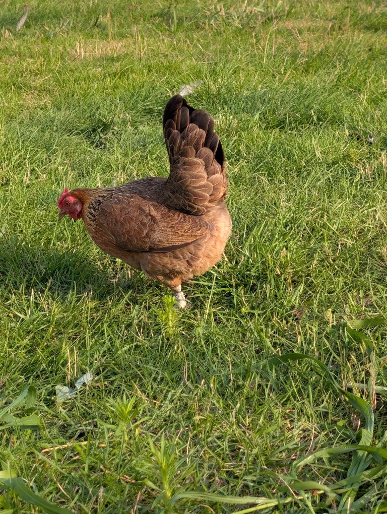 Jajka z wolnego wybiegu. Sprzedam. Karma bez GMO