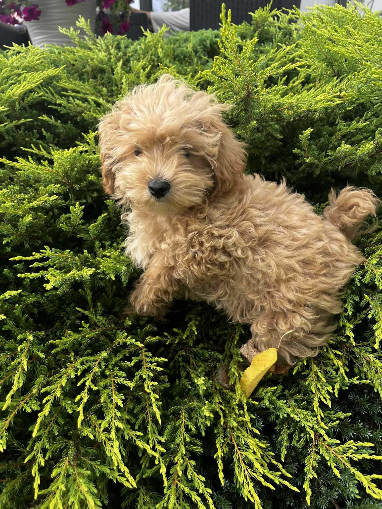 Maltipoo, śliczny.malutki. m Maltanczyk t Red Toy