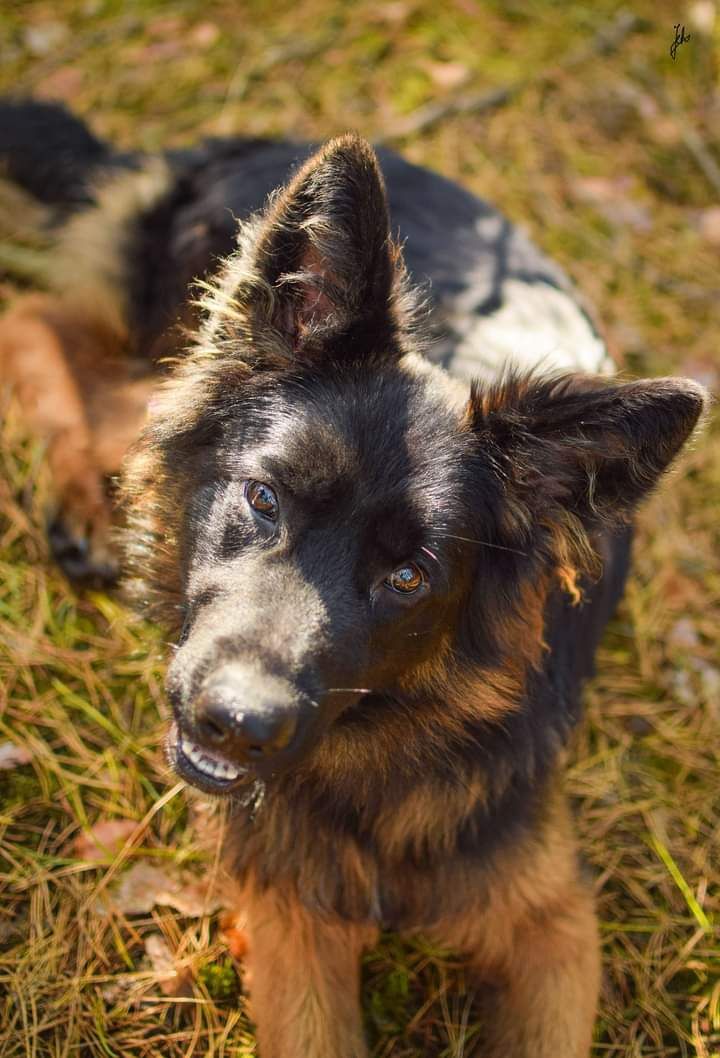 Młody, sympatyczny pies w typie owczarka do adopcji!