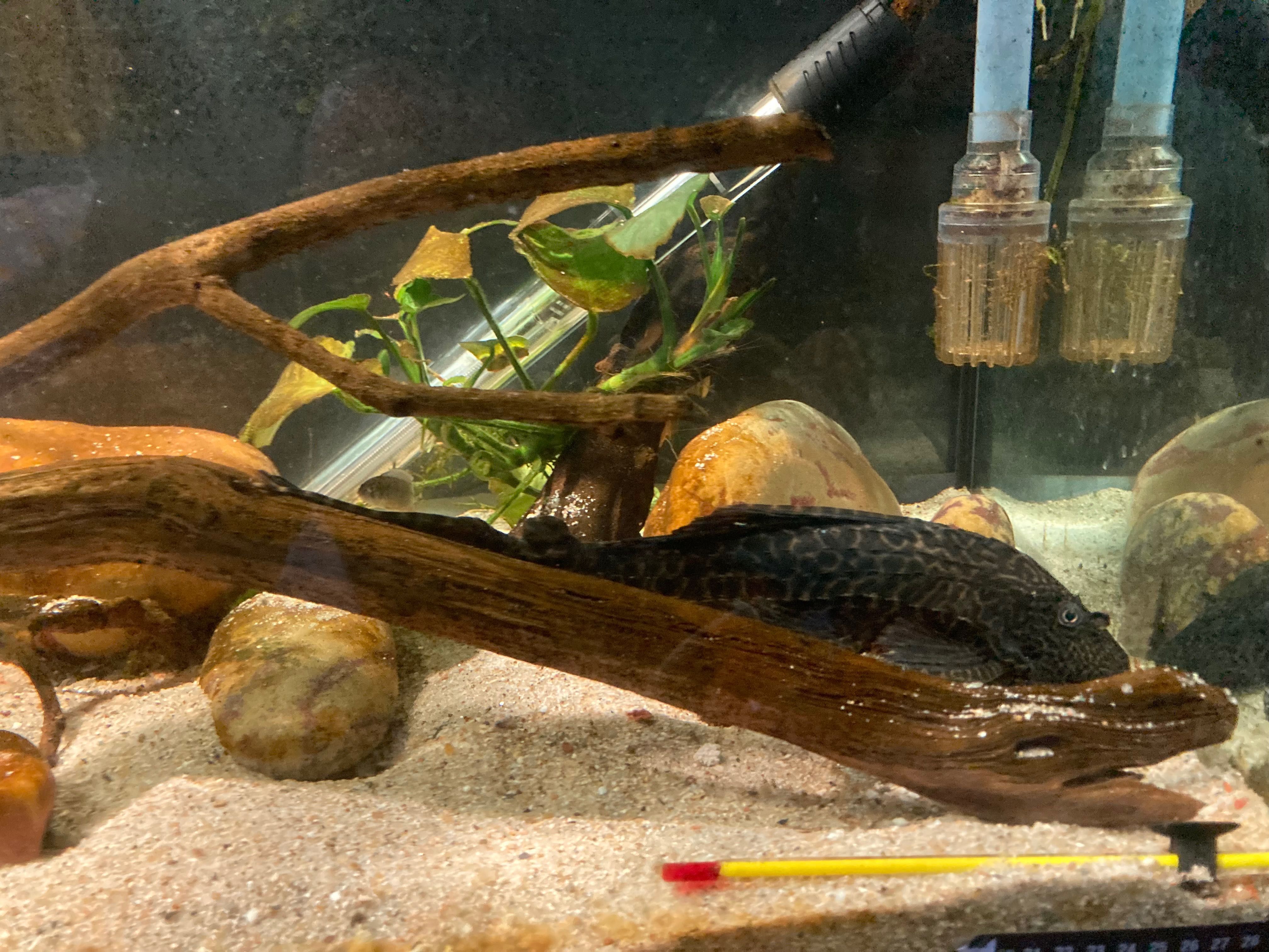 Plecostomus grande