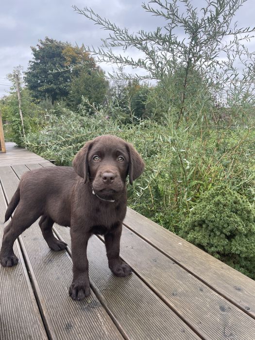 Labrador Retriever Czekoladowy