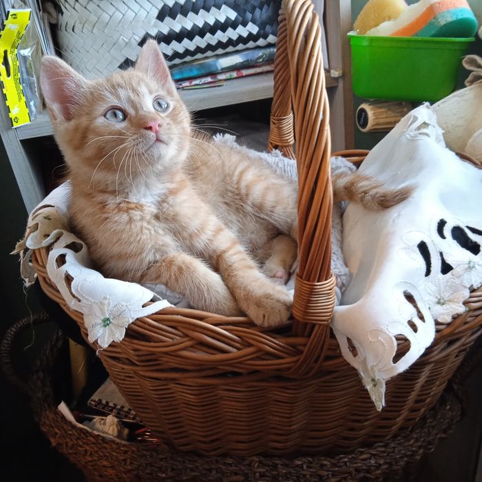 Kotki oddam w dobre ręce