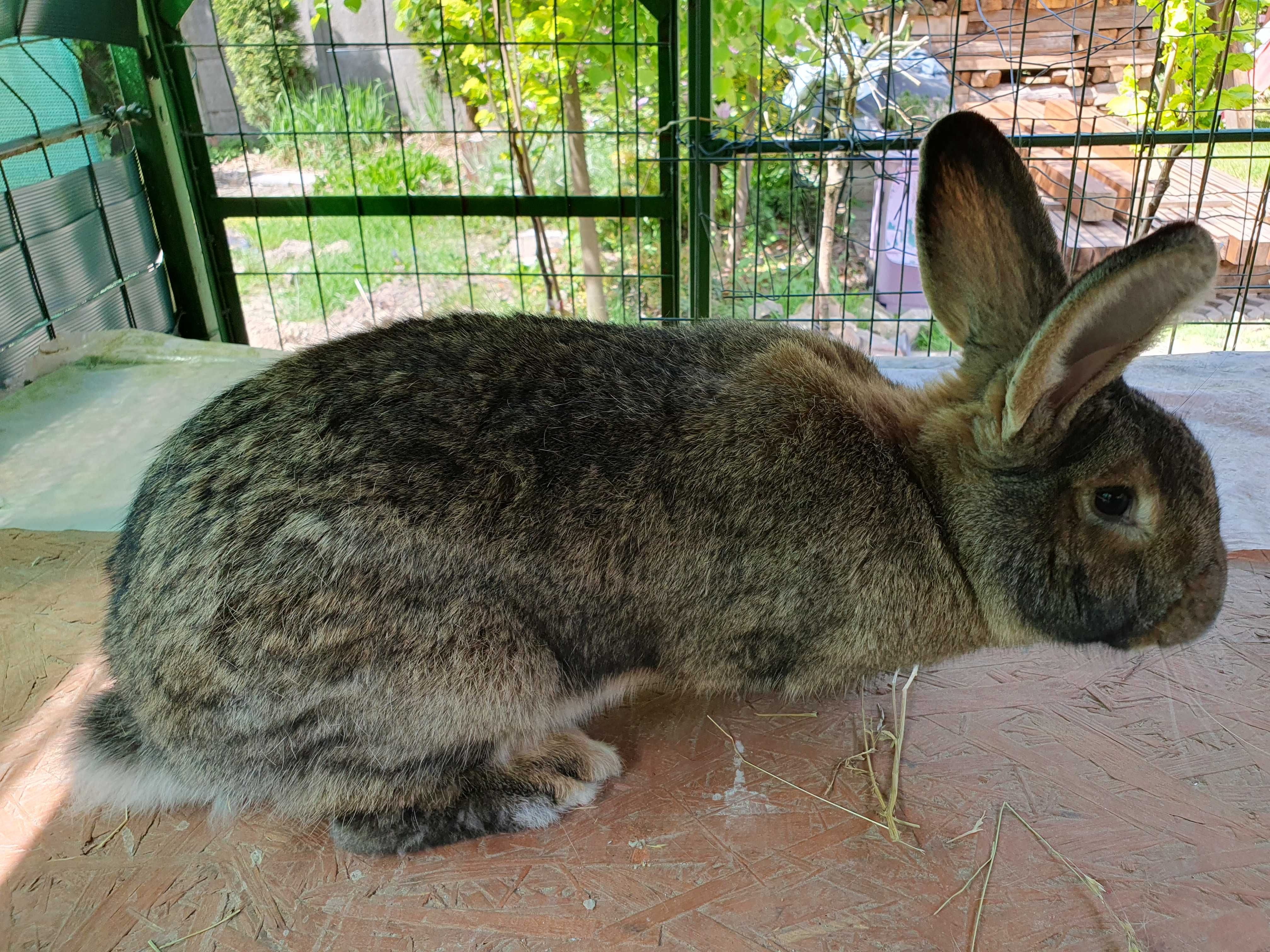 Królik - SAMICA po rodzicach BOS oraz WN