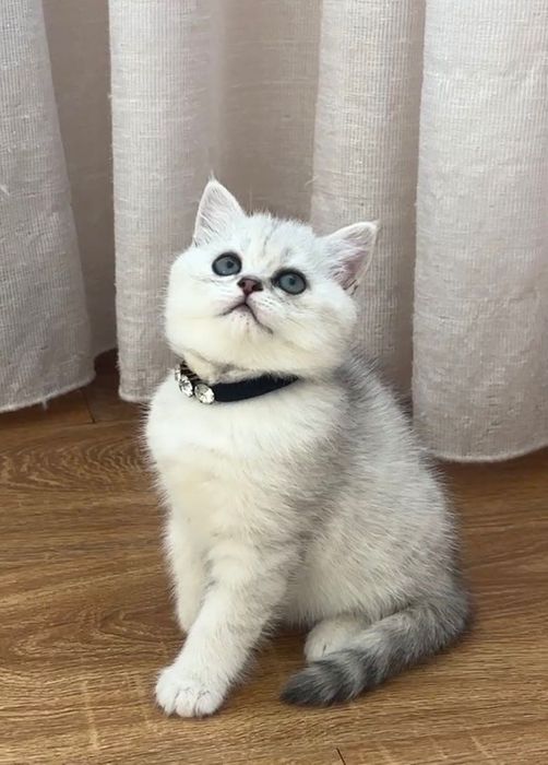 Британські кошенята