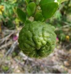 Bonsais,Cerejeira Japonesa Anã, Oliveira, Lima Kaffir, Limequat, Meyer