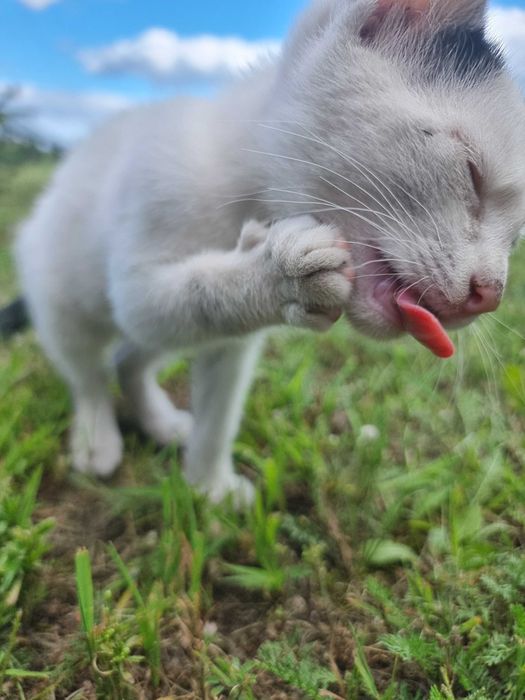 Pilne !! kocurek szuka domu na juz, dajmy mu szansę na lepsze życie