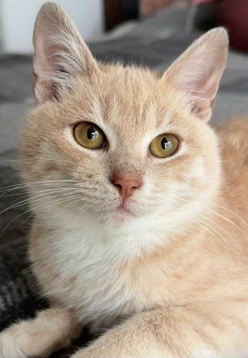 Очень Красивый Мальчик Персик - 5 мес