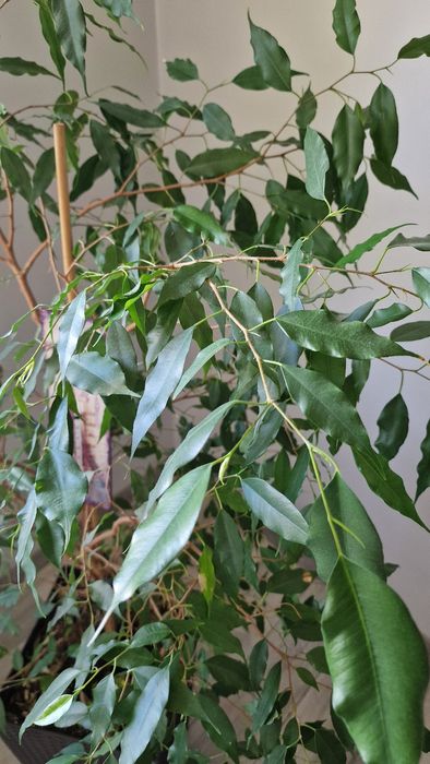 Fikus Benjamin duży
