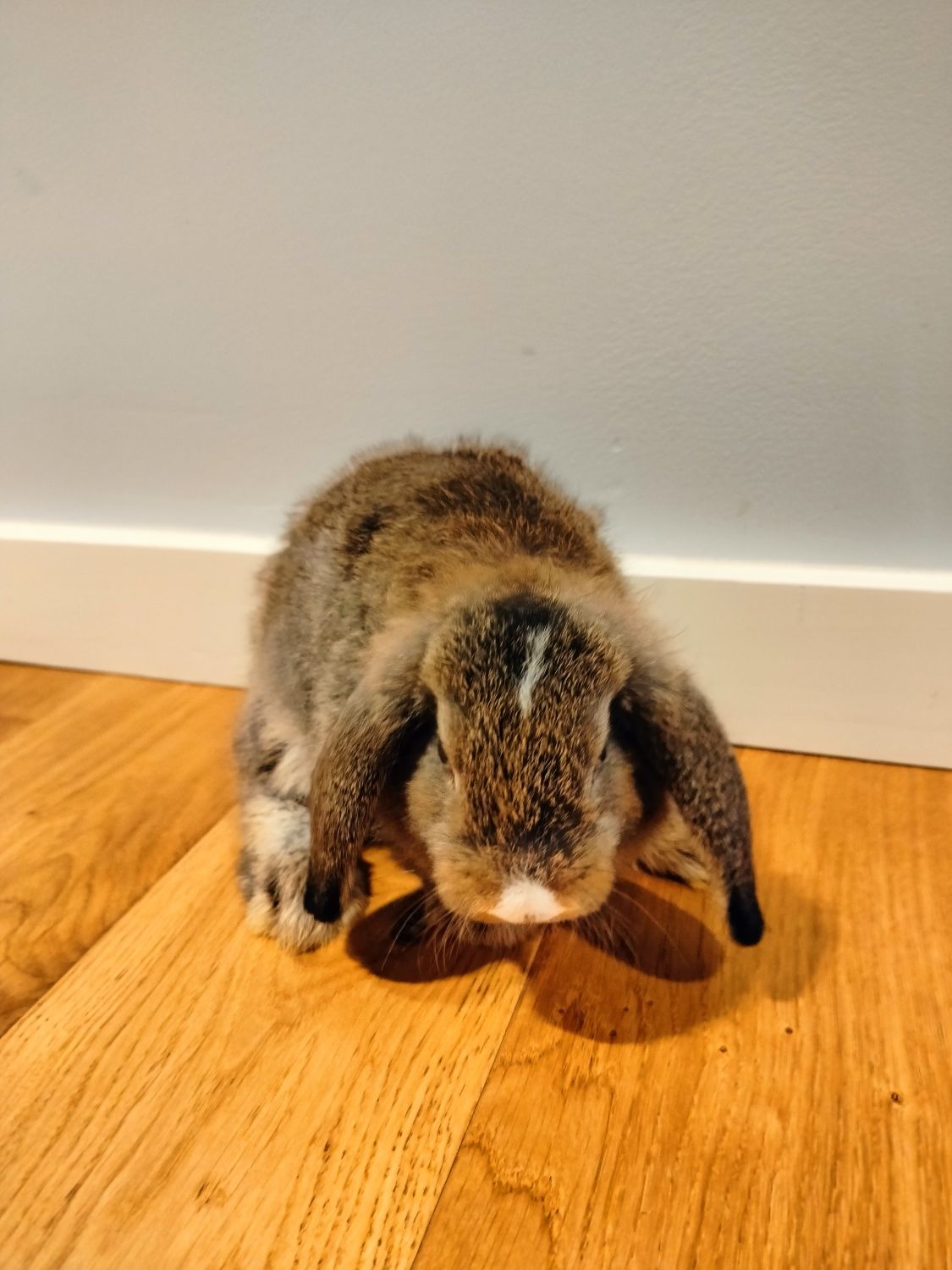 Królik Baranek Mini Lop