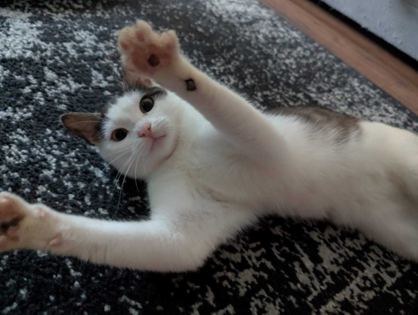 Igusia kotka do adopcji