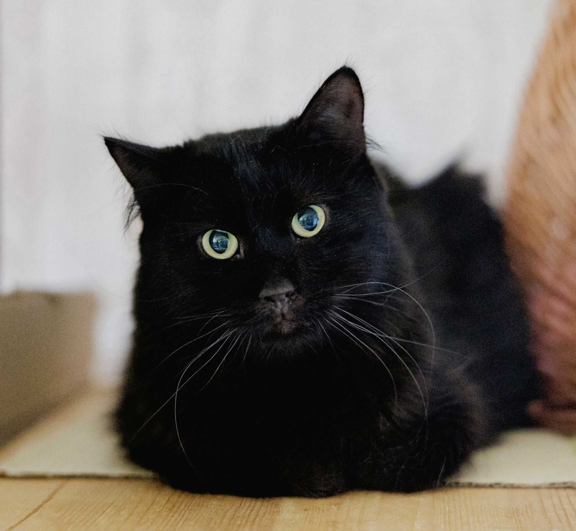 Кубік — неймовірно милий і скромний котик (кіт, 1 рік, кастрований)