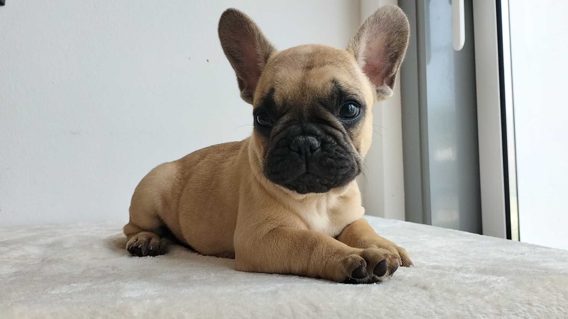 Bulldog Francês com LOP e Afixo