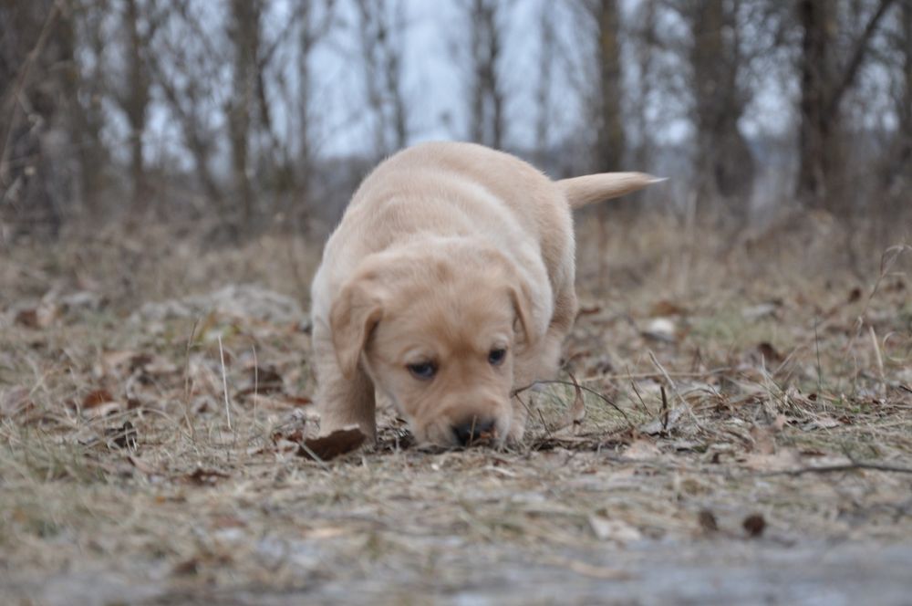Бiлi та жовтi дiтки лабрадорiв