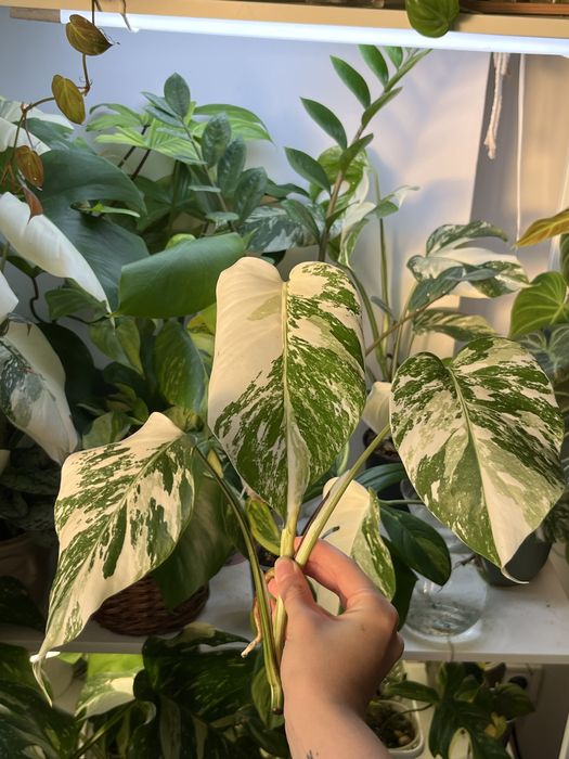 Верхівки монстери альби 2шт