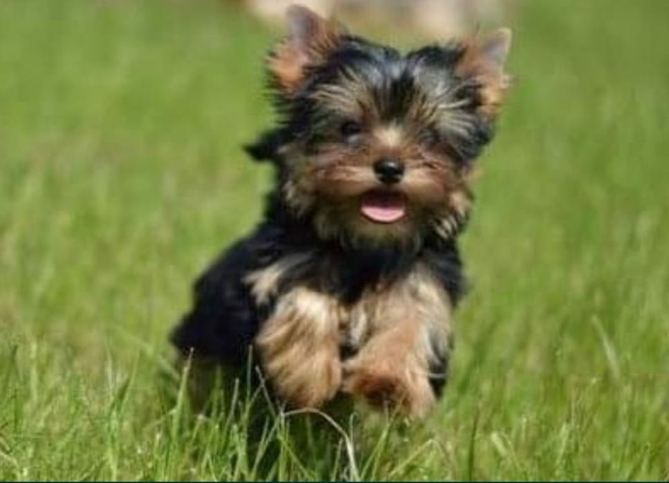 York - szczeniak - MINI - GRUDZIEŃ odbiór