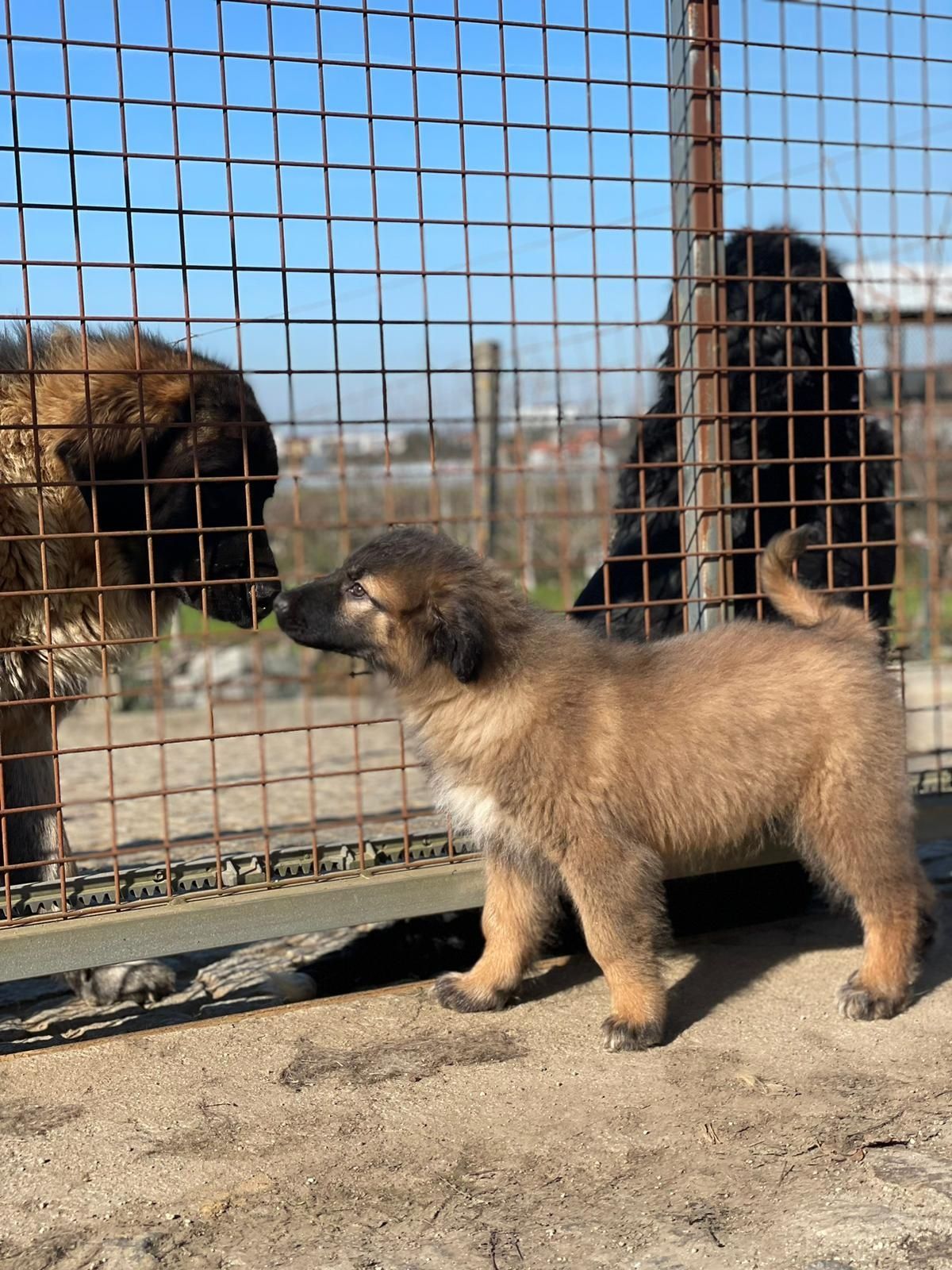 Cachorro Serra da Estrela