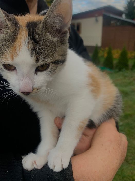 Młodziutka kotka pilnie szuka domu