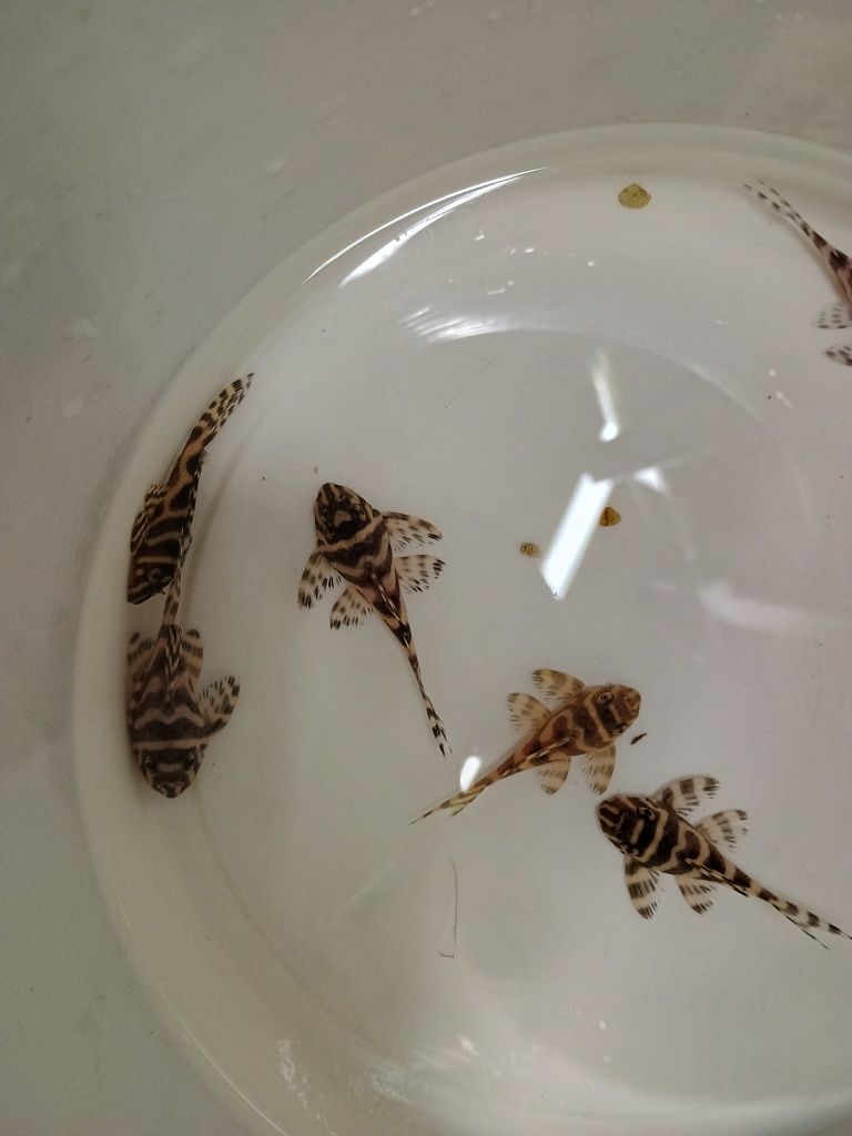 ZBROJNIK Hypancistrus sp. (L236) premium